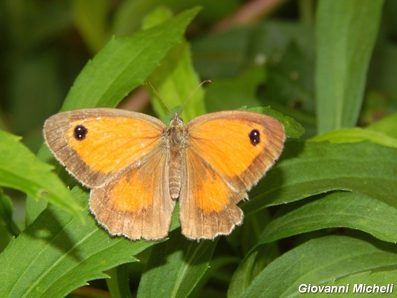 Parco del ticino : incontri del 23/8/14
